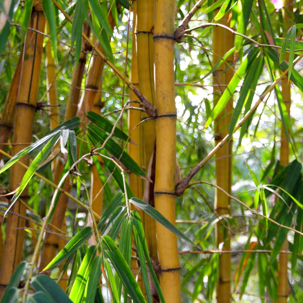 Photo of bamboo