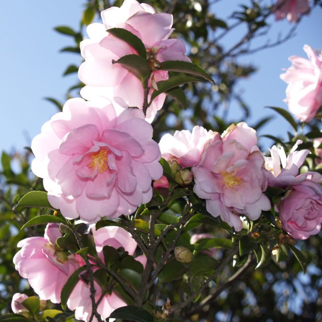 Photo of camellia flowers