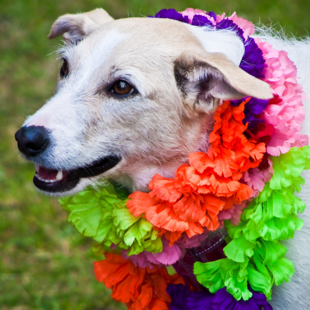 Photo of a dog wearing garlands