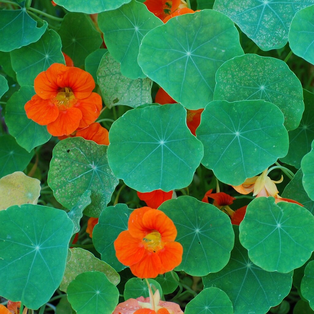 Photo of a nasturtium