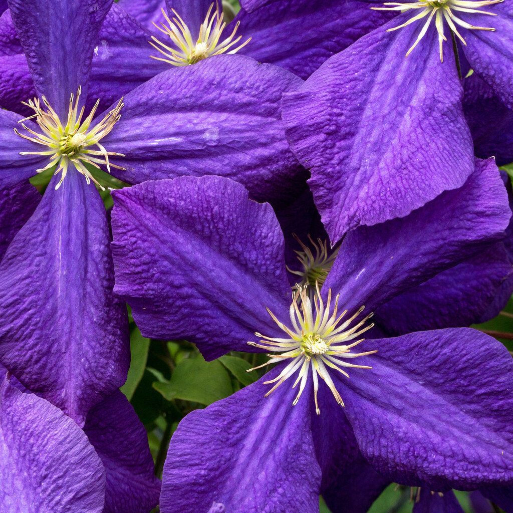 Photo of a purple flower