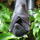 Photo of a bat.