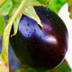 Photo of eggplant or aubergine