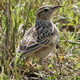 Photo of a lark