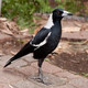 Photo of an Australian magpie
