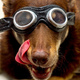 Photo of a dog wearing goggles