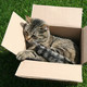 Photo of a cat inside a box.