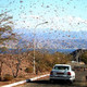 Photo of a swarm of locusts