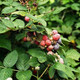 Photo of a raspberry bush