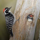 Photo of a woodpecker