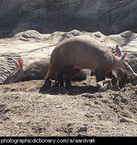 Aardvark Eating Ants