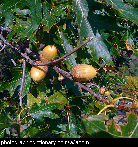 white acorn tree