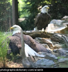Photo of a group of eagles
