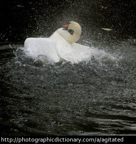 An agitated swan
