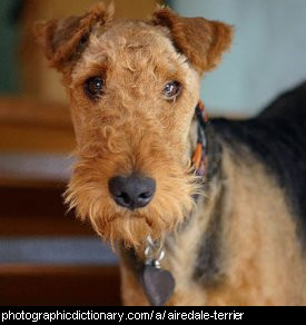 Photo of an airedale terrier