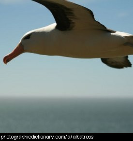 albatross bird wingspan