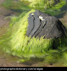 Photo of algae on a rock.