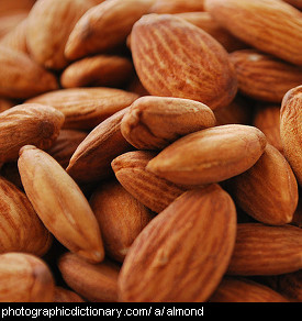 Photo of almonds
