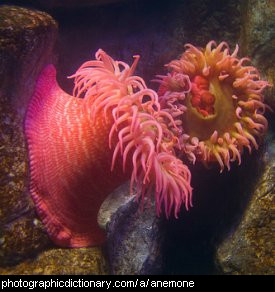 Photo of sea anemones