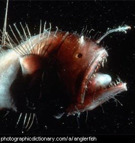 Photo of an anglerfish