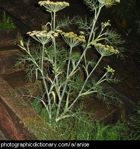 Photo of an anise plant