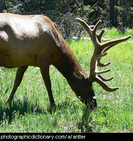 Photo of an elk with antlers