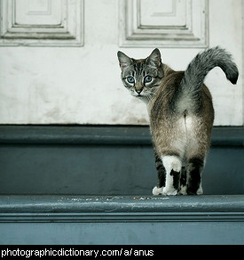 Photo of a cat's bottom