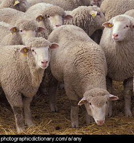 Photo of some sheep