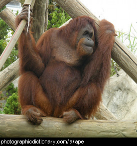 Photo of an ape