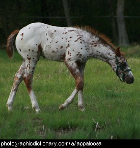 Photo of an appaloosa horse
