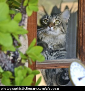 Photo of a cat appeared in a window