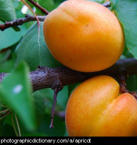 Photo of apricots
