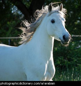 Photo of an Arabian horse