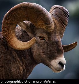 Photo of a ram