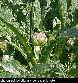 Photo of globe artichokes