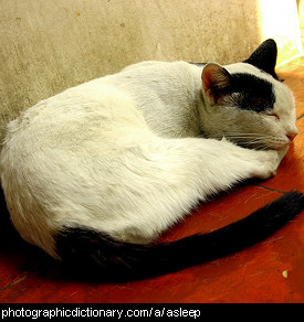 Photo of a sleeping cat