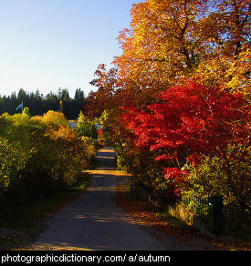 Photo of autumn trees.
