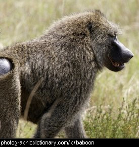 Blue Bottomed Baboon