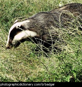 Photo of a badger