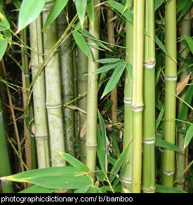 Photo of bamboo
