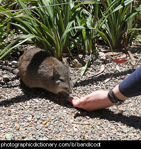 marsupial animals list