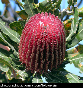 Photo of a banksia flower