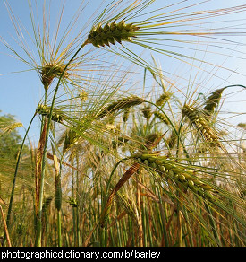 Photo of barley