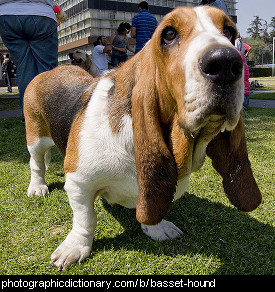 Photo of a basset hound