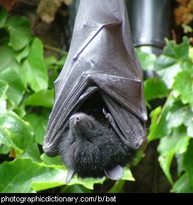 Photo of a bat.