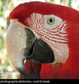 Photo of a parrots beak