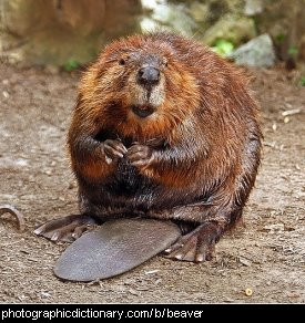 Photo of a beaver