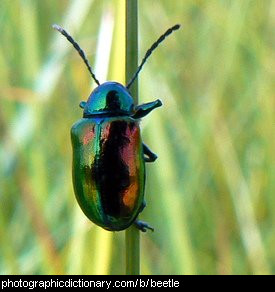 Photo of a beetle.