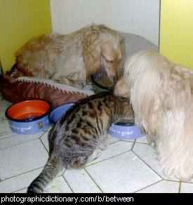 Photo of a cat between two dogs