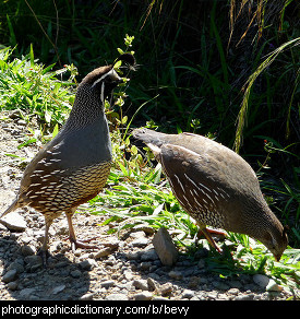 Photo of a group of quails